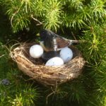 Bird Nest Geocache In Evergreen