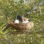 Bird In Nest Cache Container In Tree