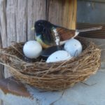 Bird Nest Cache Container on Metal Box